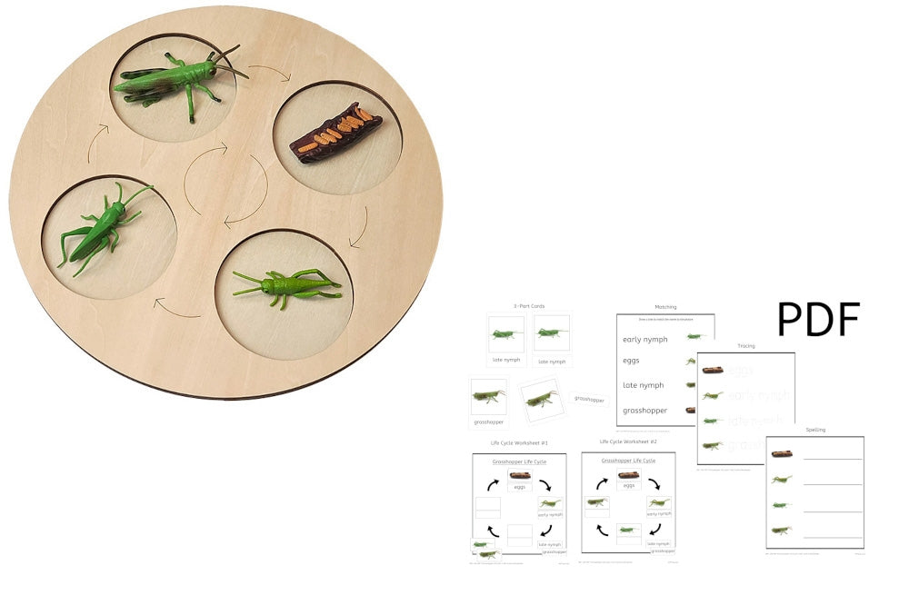 Life Cycle Model with Demonstration Tray – IFIT Montessori