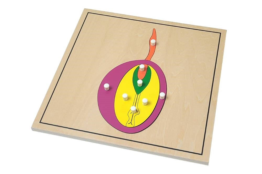 Seed puzzle with pieces representing the testa (seed coat), epicotyl, cotyledon, and radicle. Puzzle has a thin black border.
