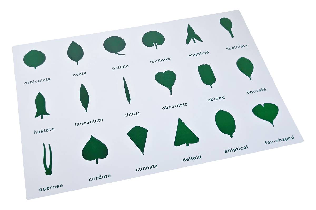 Botany Cabinet Control Chart (PVC)