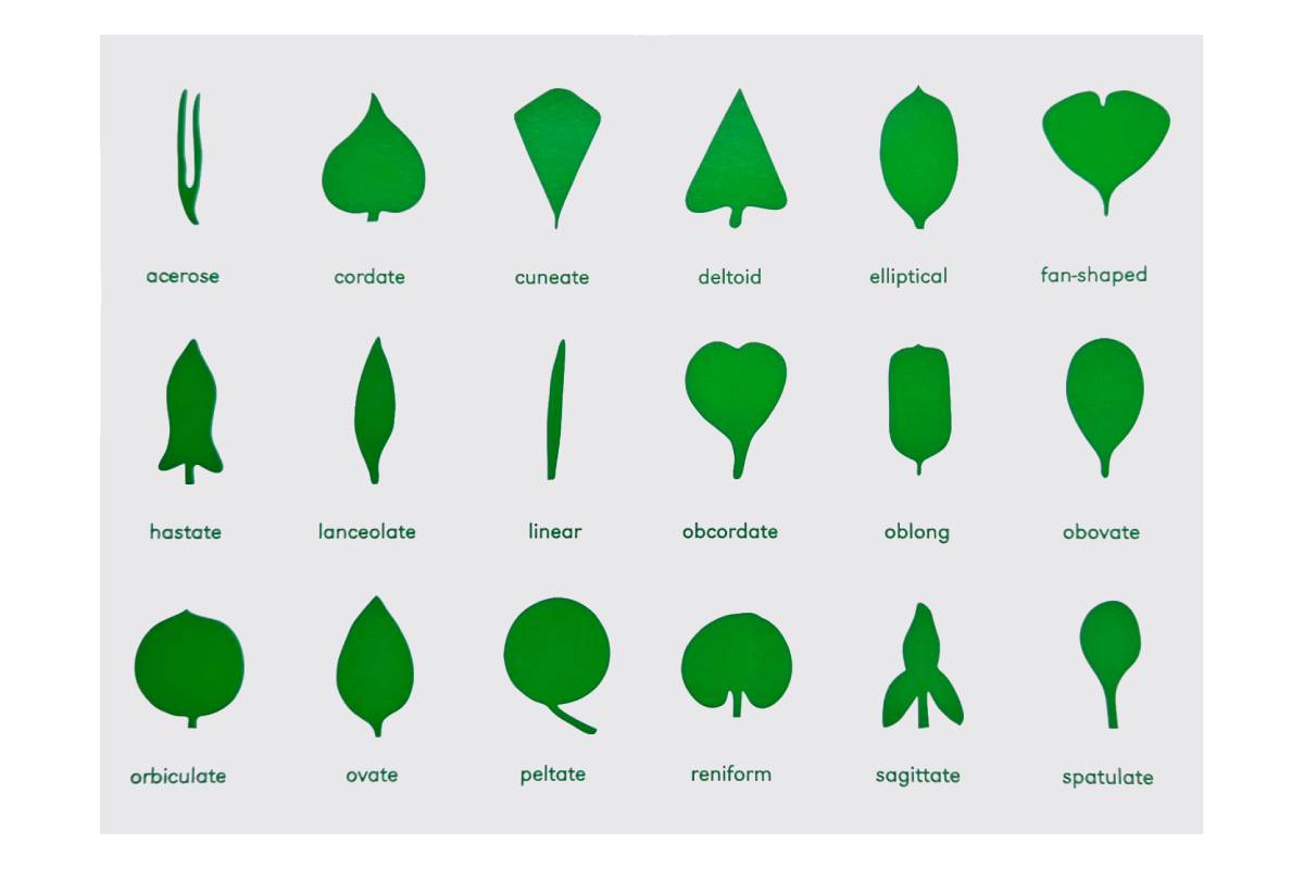 Botany Cabinet Control Chart