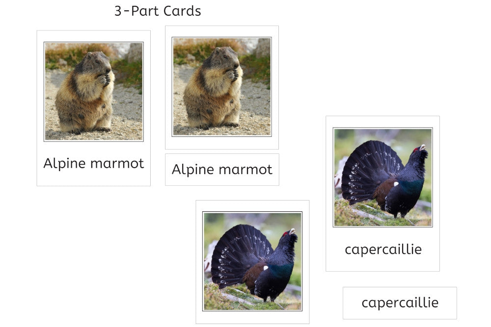 Animals of Europe (PDF)