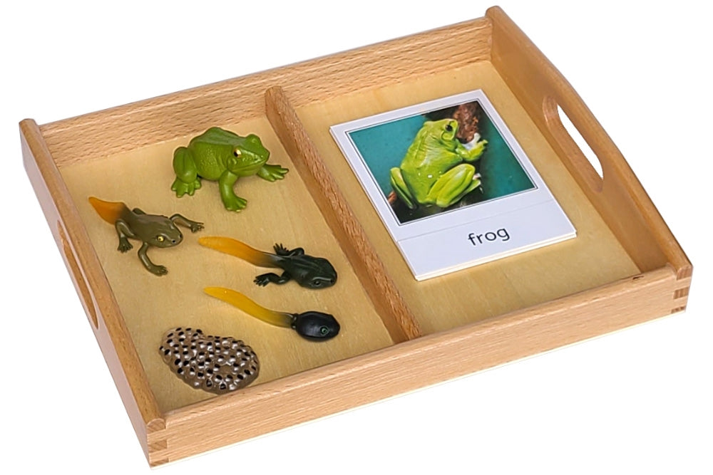 Life Cycle of a Frog, Tray and Cards