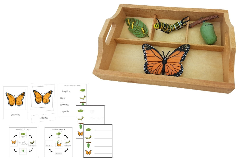 Monarch Butterfly Life Cycle with Sorting Tray