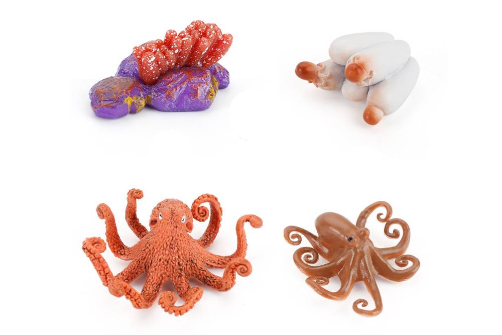 Models of Octopus Life Cycle with 2-Compartment Tray and PDF Cards