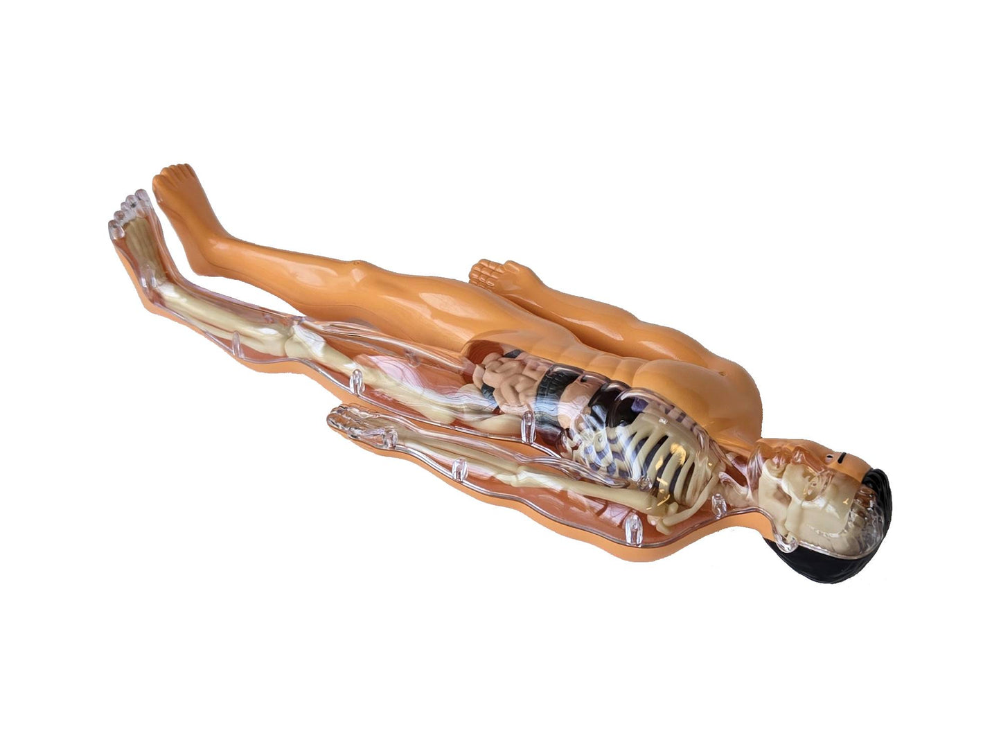 The Human Body - Anatomy Model