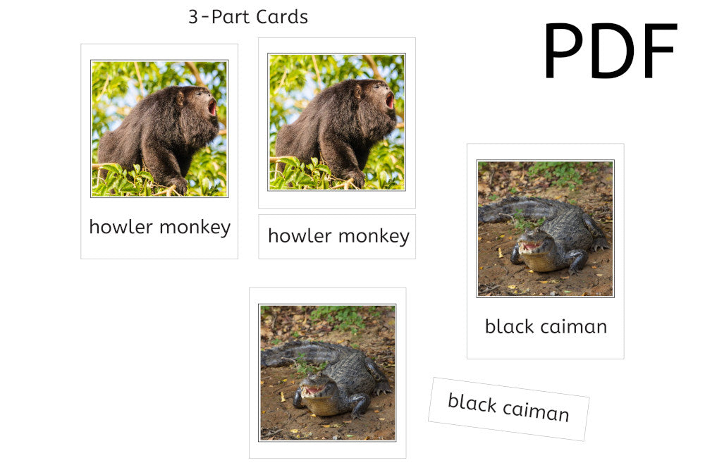 Rainforest Animals 3-Part Cards (PDF)
