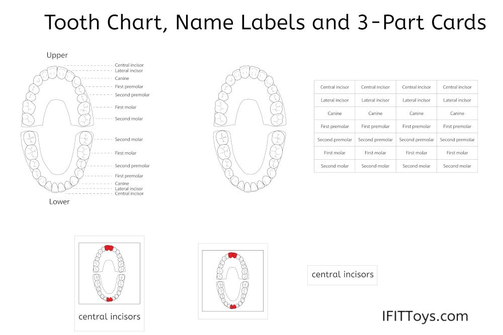 PDF tooth chart with name labels and 3-part cards.