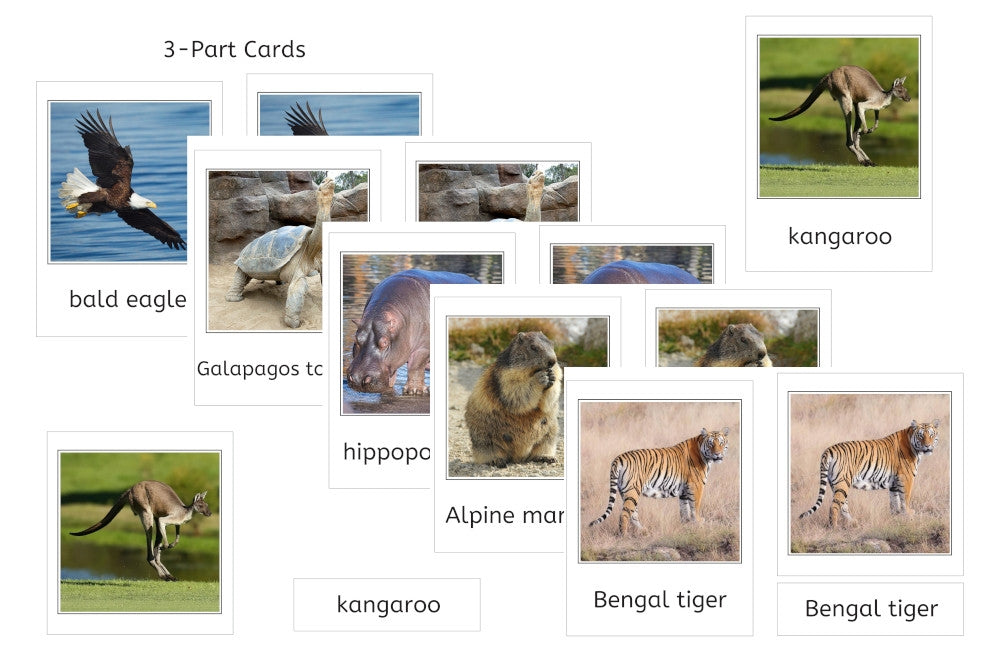 Zoology 3-Part Cards (PDF)