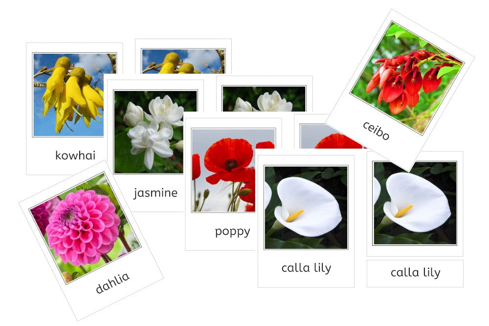 Botany 3-Part Cards (PDF)