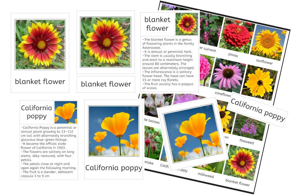 4-Part Cards – IFIT Montessori