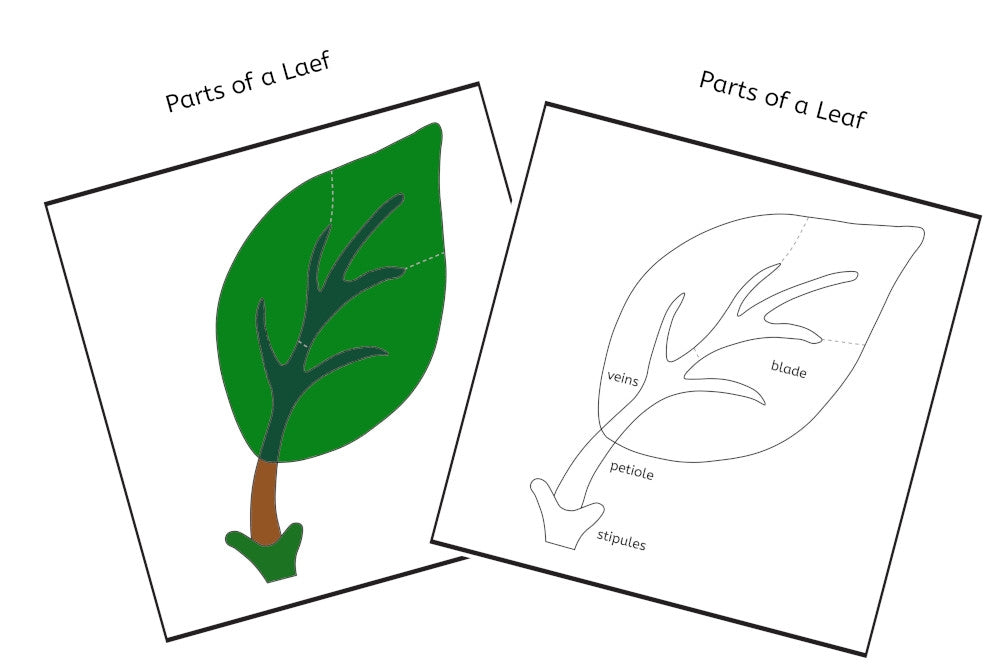 Parts of a Leaf 3-Part Cards (PDF)