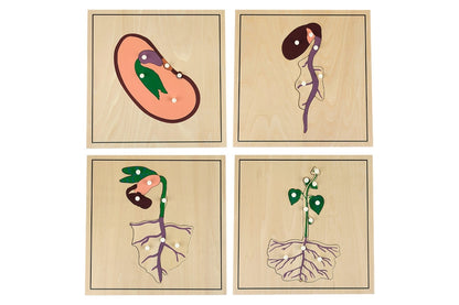 Four growing process puzzles: seed, root development, plant shoot, and fully developed plant.
