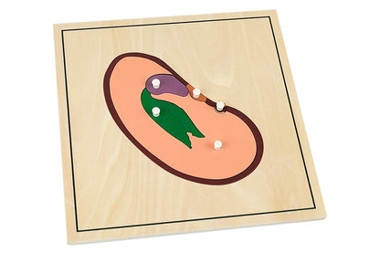 First growing process puzzle depicting the parts of a seed.