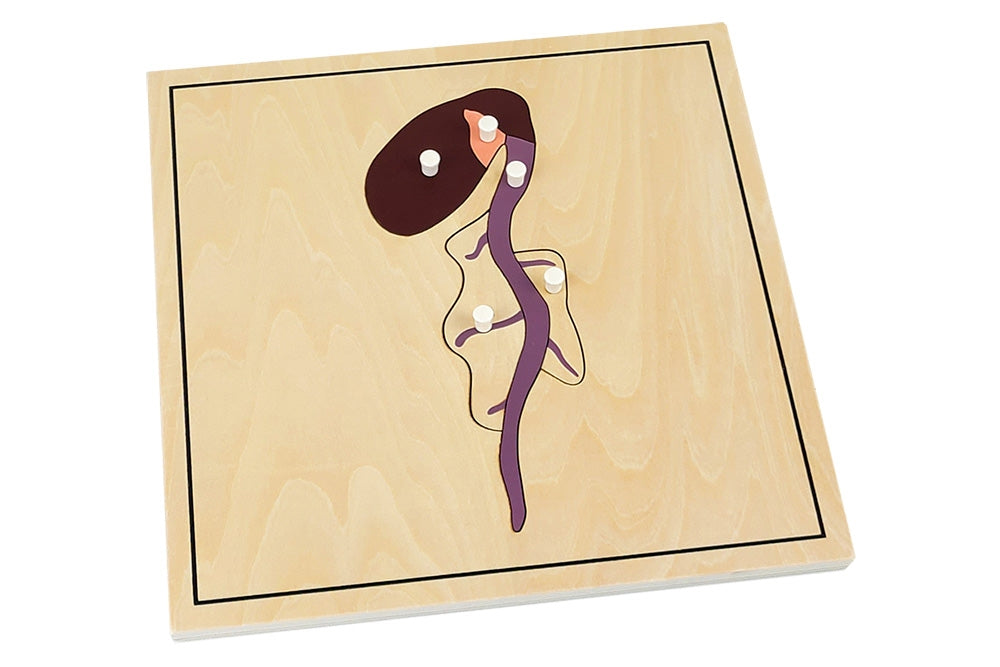 Second growing process puzzle depicting the parts of root development.