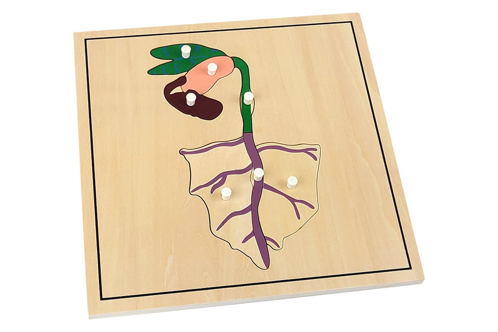 Third growing process puzzle depicting the parts of a plant shoot.