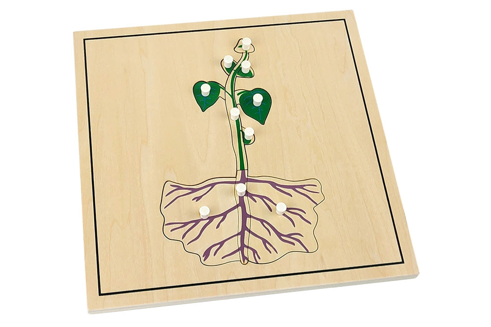 Fourth growing process puzzle depicting the parts of a fully developed plant.