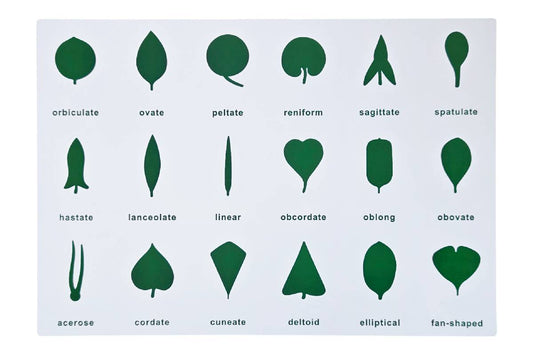 Botany Cabinet Control Chart (PVC)