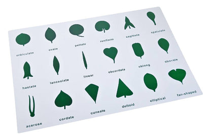 Botany Cabinet Control Chart (PVC)
