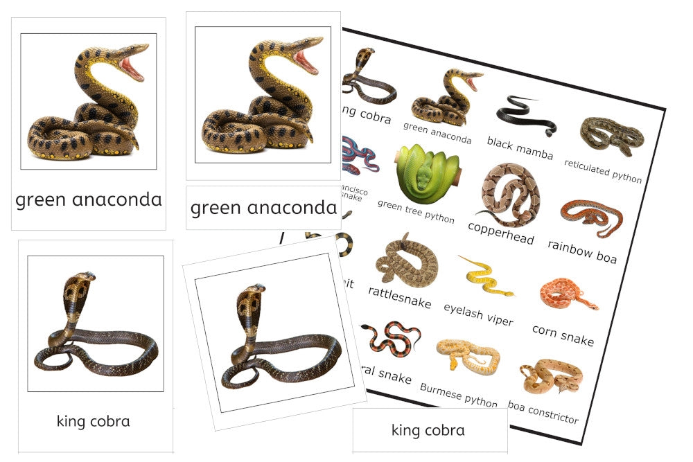 Word Card Snake Rabbit Snakes 3-Part Cards (PDF) - IFIT Montessori