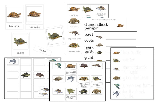 Turtles Exercise Set (PDF)