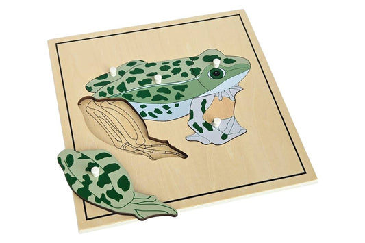 Wooden puzzle with pieces representing the parts of a frog. The forelegs are removed to reveal the skeleton beneath.