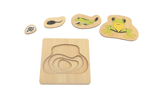 Frog Life Cycle Puzzle