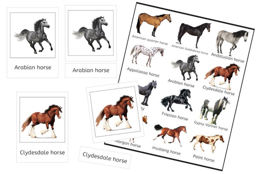 Horses 3-Part Cards (PDF)