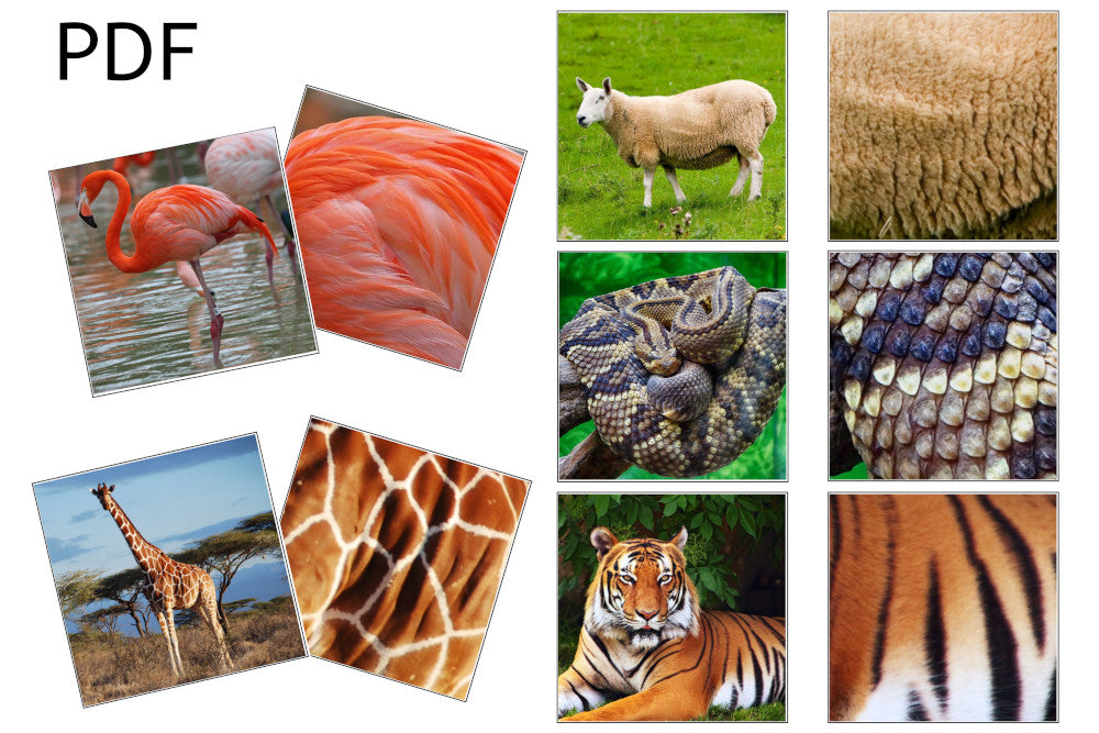 Animal and Animal Pattern Matching Cards (PDF)