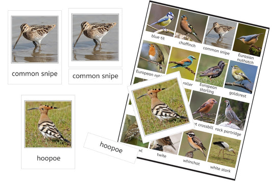 Birds of Europe (PDF)