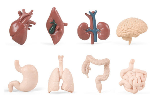 8 Human Organ Models