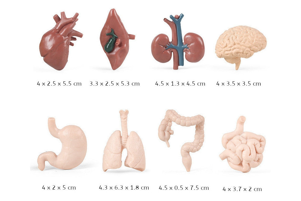 8 Human Organ Models with 2-Compartment Tray and PDF Cards