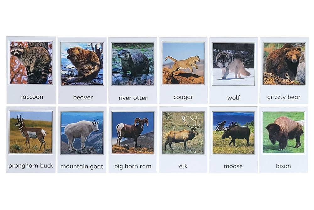 12 Animals of North America 3-Part Cards (Clearance)