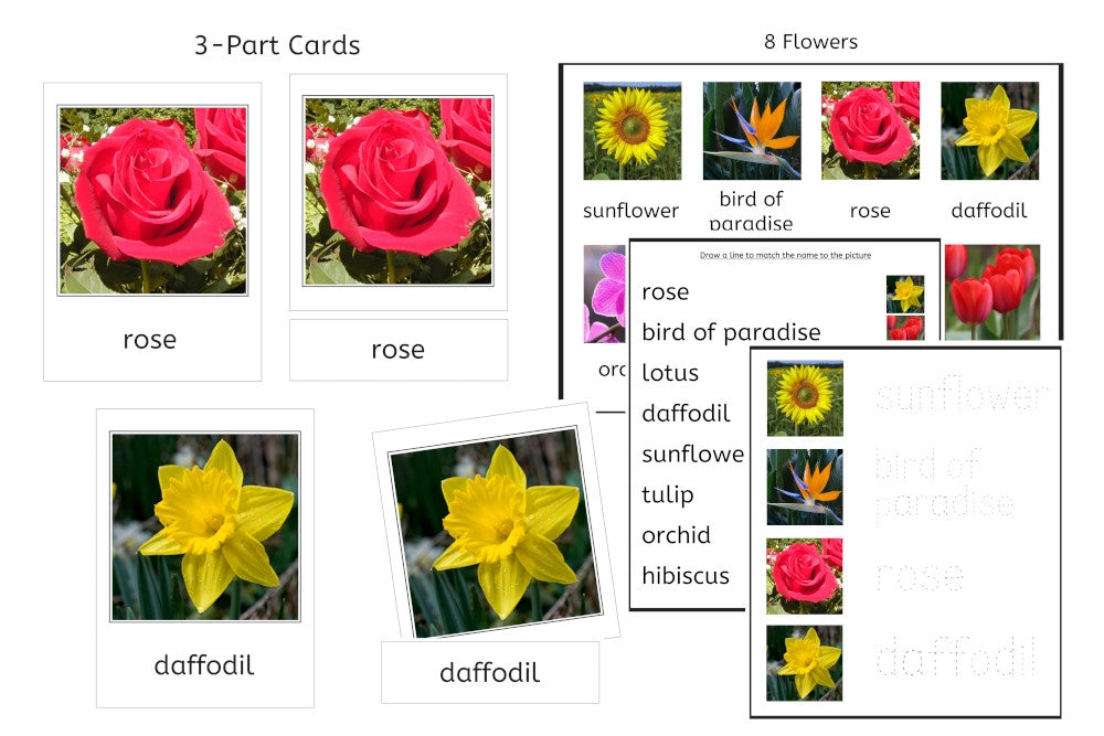 Flower Chart Worksheet 8 Flowers 3-Part Cards and Worksheets (PDF) - IFIT Montessori