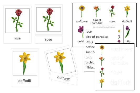 8 Flowers 3-Part Cards and Worksheets (PDF)