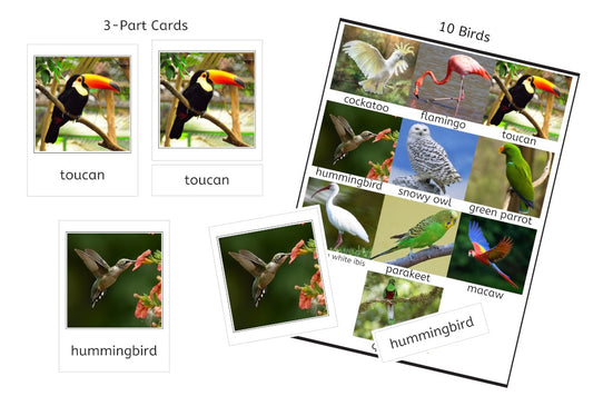 10 Birds 3-Part Cards (PDF)