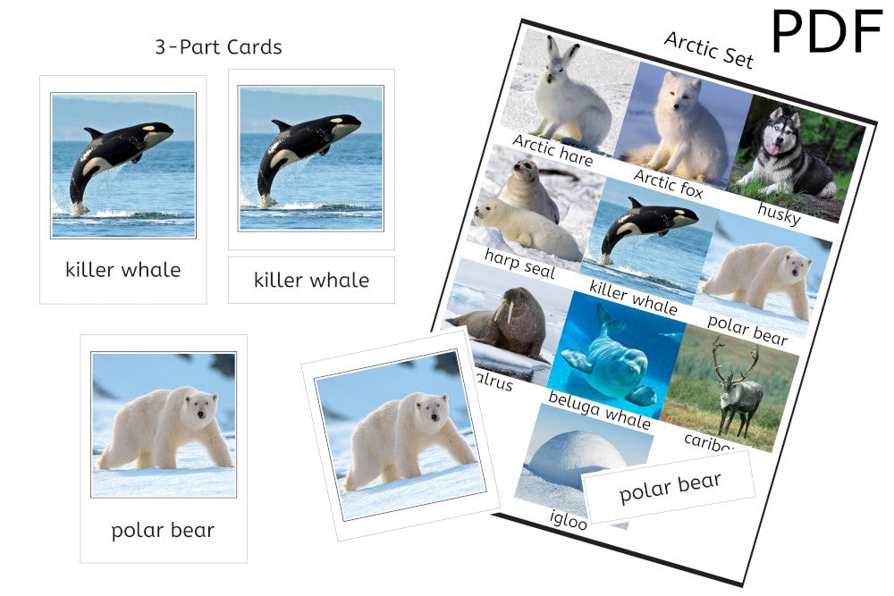 Arctic Set 3-Part Cards (PDF)