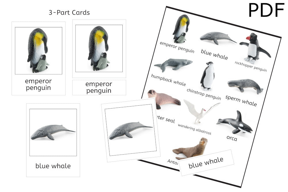 Antarctic Set 3-Part Cards (PDF)