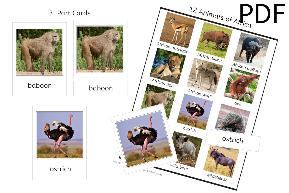 12 Animals of Africa 3-Part Cards (PDF)