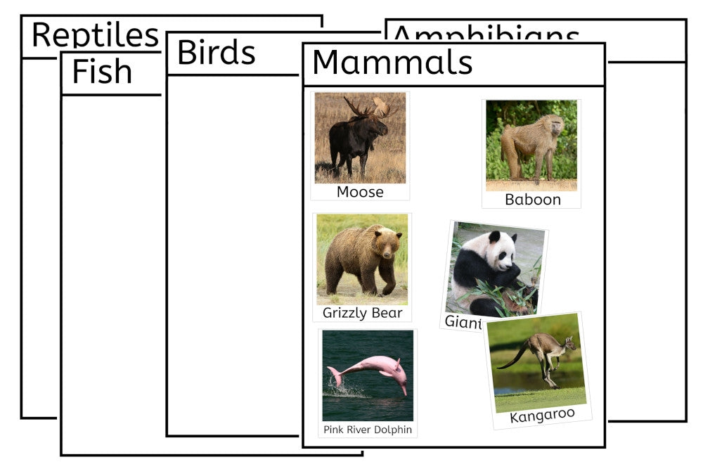 Classes of Vertebrates (PDF)