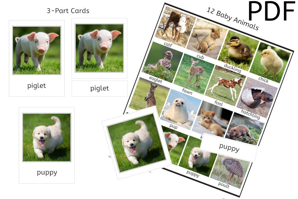 Baby Animals 3-Part Cards (PDF)