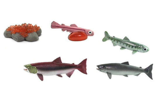 Models for the five life cycle stages of a salmon.