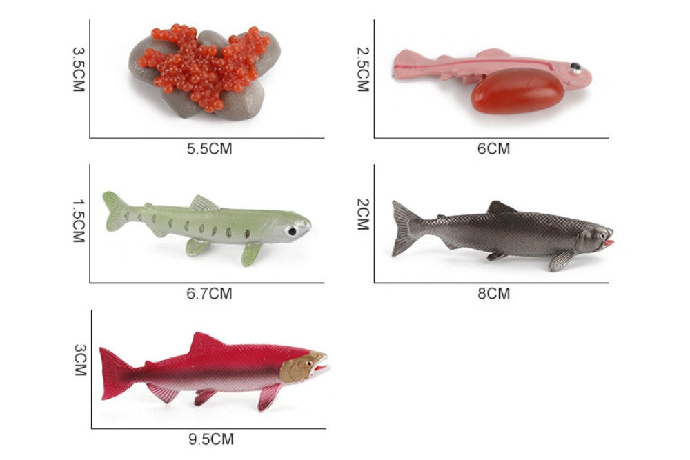 Life Cycle of a Salmon with Demo Tray