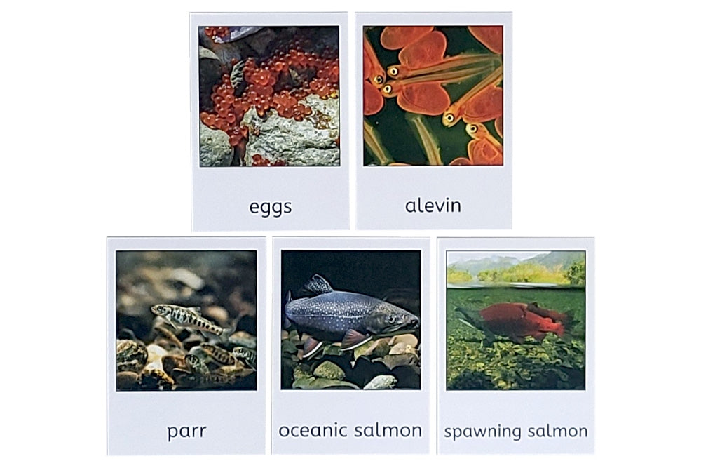 Salmon Life Cycle 3-Part Cards