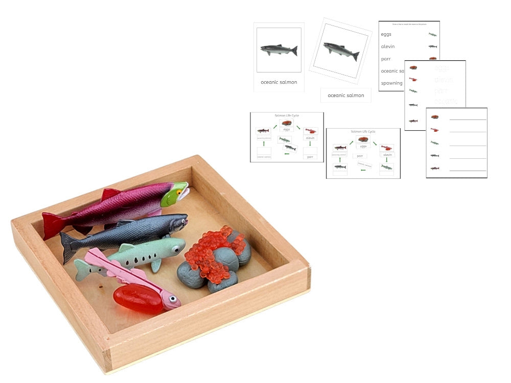 Life Cycle of a Salmon with Tray