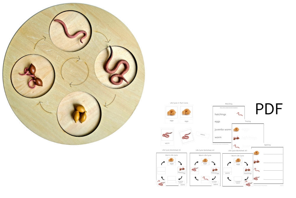 Life Cycle of a Worm with Demo Tray