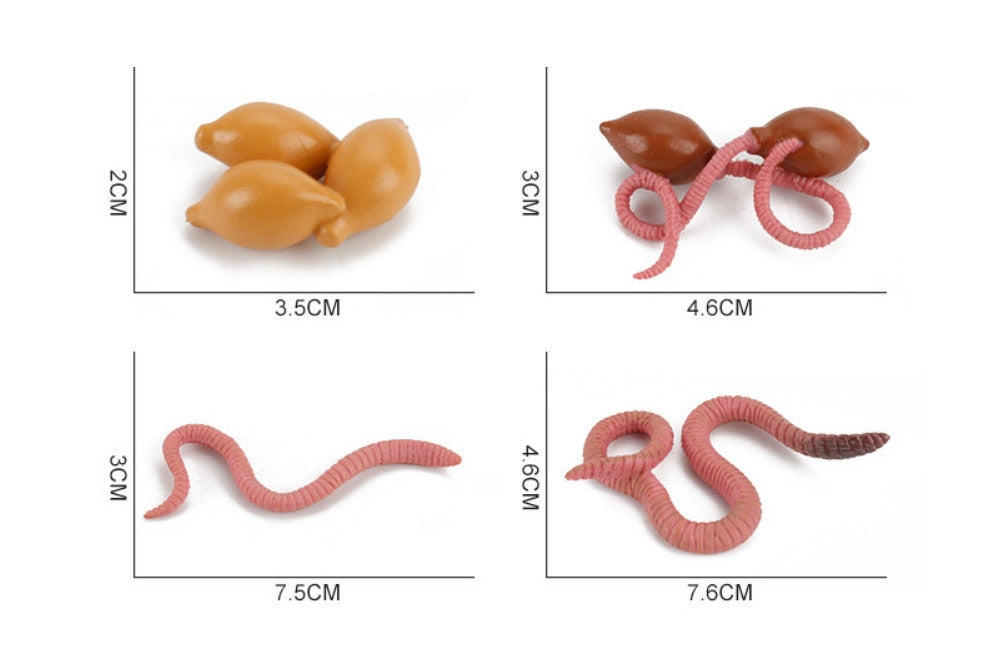 Life Cycle of a Worm with Demo Tray