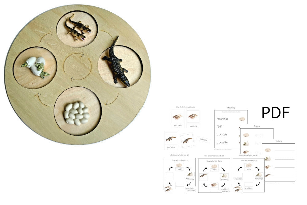 Life Cycle of a Crocodile with Demo Tray