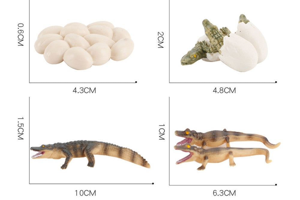 Life Cycle of a Crocodile with Demo Tray