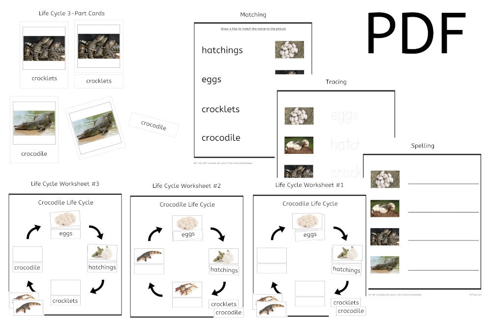 Crocodile Life Cycle 3-Part Cards & Worksheets (PDF)