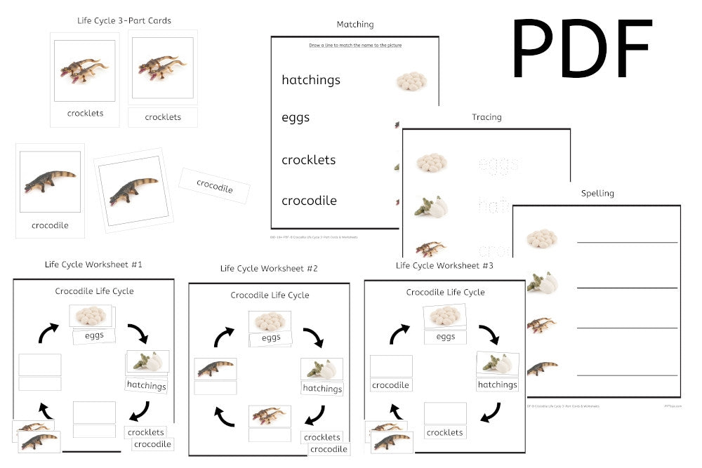 Crocodile Life Cycle 3-Part Cards & Worksheets (PDF)